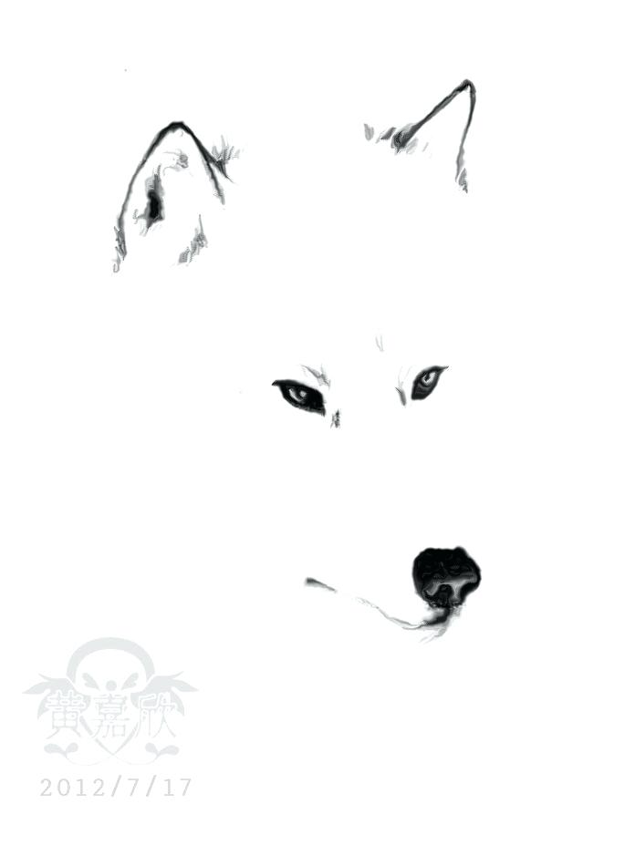 685x927 Wolf Sketch In Drawings Outline Drawings Tattoo Drawings