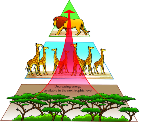 500x423 Collection Of Free Ecosystem Drawing Natural Download On Ui Ex