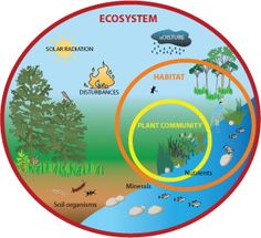 Ecosystem Drawing With Labels