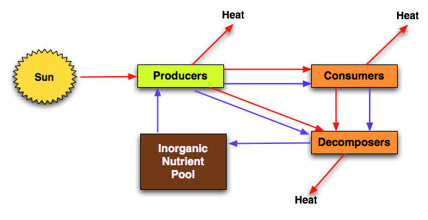 623x321 Draw A Line Diagram To Show Flow Of Solar Energy In Ecosystem