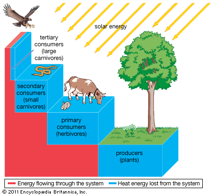 435x400 Ecological Pyramid And Ecological Succession Definition, Types