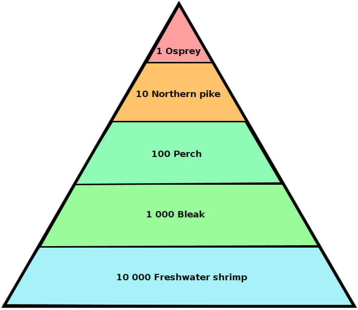 734x636 Energy Flow Biospheres To Ecosystems Siyavula