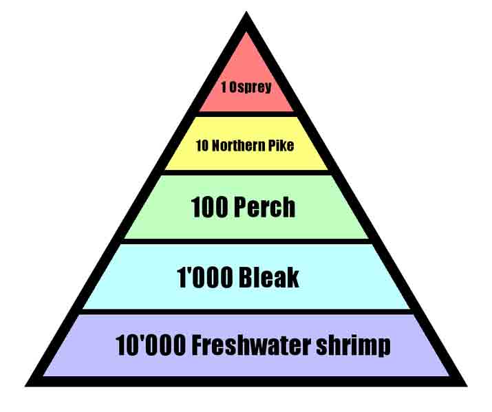 715x599 Major Types Of Ecological Pyramids Pyramid Of Number, Biomass
