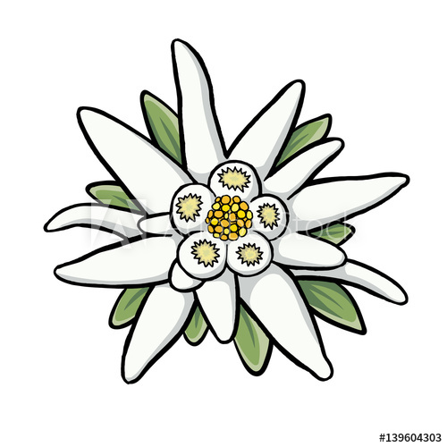 Edelweiss Drawing | Free download on ClipArtMag