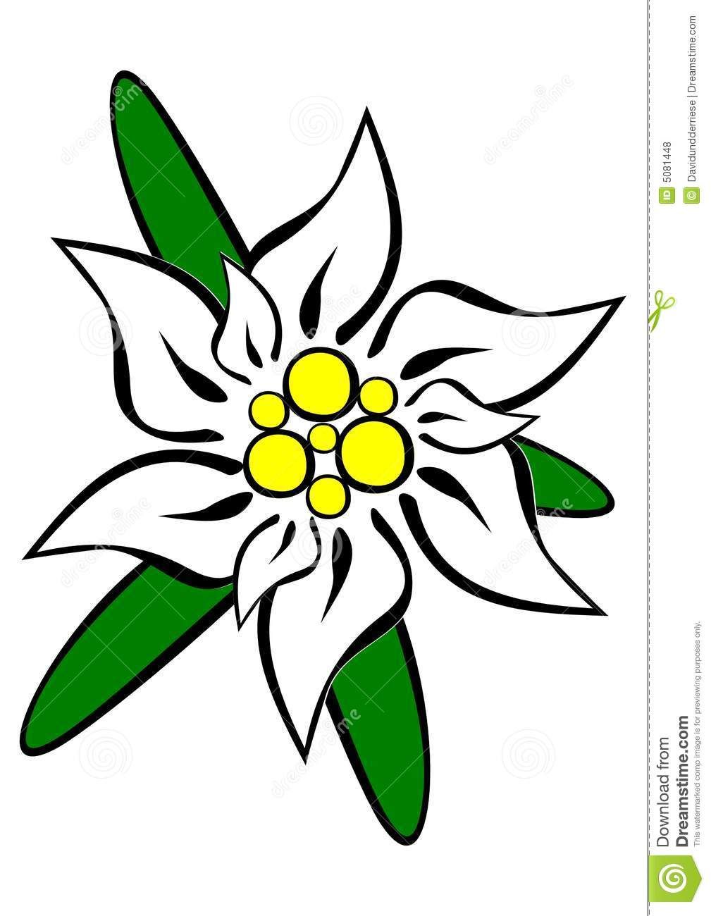 1009x1300 Edelweiss Flower Drawing Edelweiss Flower Drawing A Drawings