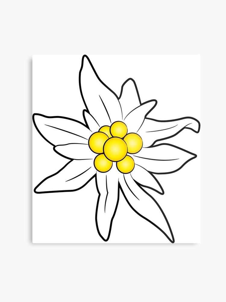 750x1000 Edelweiss Flower Metal Print