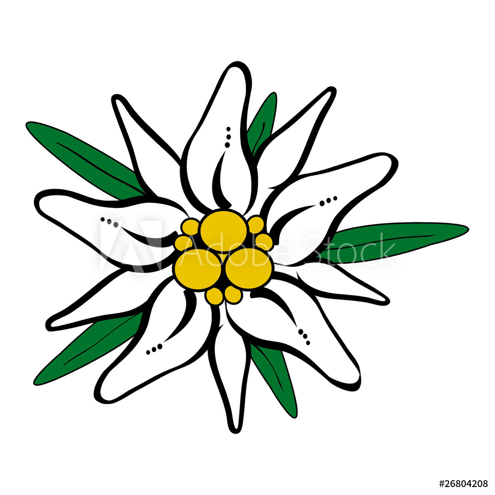 Edelweiss Drawing | Free download on ClipArtMag