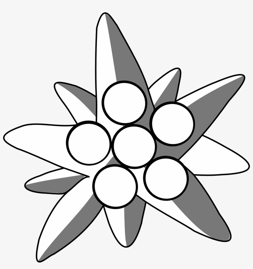 820x874 picture royalty free edelweiss drawing alpine flower