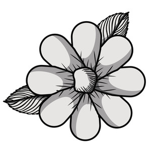 300x300 Edelweiss Flower Drawing Royalty Free Vectors