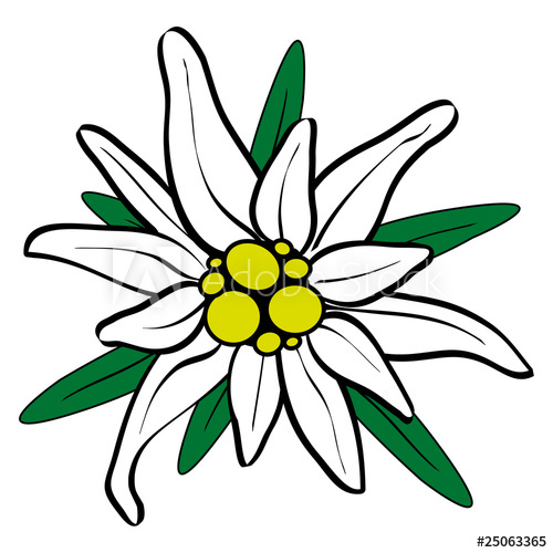 500x500 berg edelweiss freigestellt