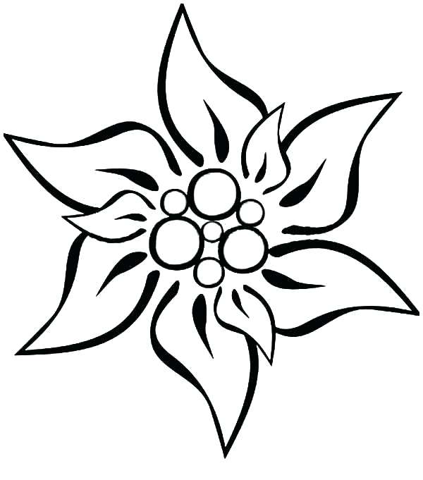 Edelweiss Drawing | Free download on ClipArtMag