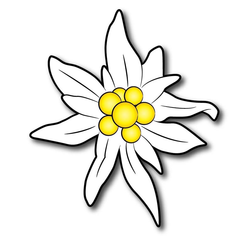 794x753 Decal Vinyl Sticker Edelweiss Car Window Etsy