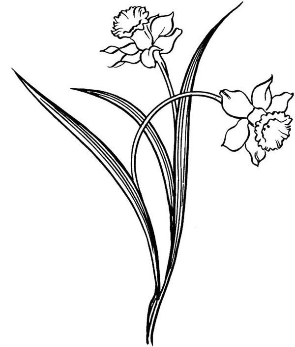 Edelweiss Flower Drawing