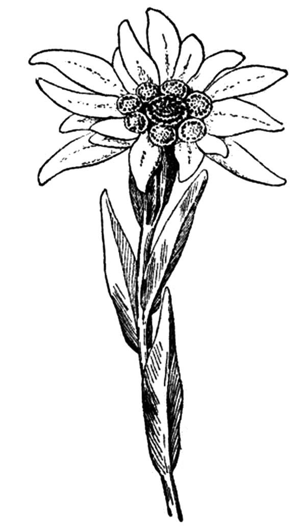 600x1034 Edelweiss Flower, Potrait Of Edelweiss Flower Coloring Pages