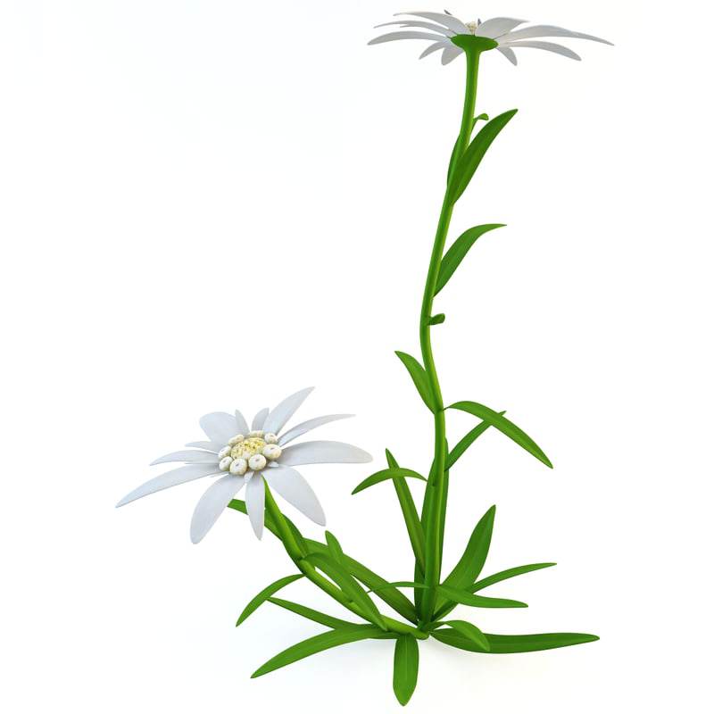 800x800 Edelweiss Flower Drawing Coderweb