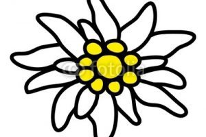 300x200 Edelweiss Flower Clipart Clipart Portal