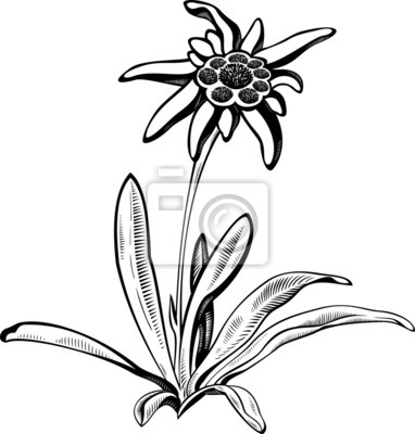 382x400 Edelweiss Flower With Leaves Vector Tattoo Illustration Notebook