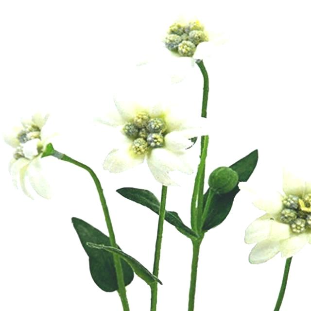 640x640 inspirational edelweiss flower meaning for edelweiss alpine flower