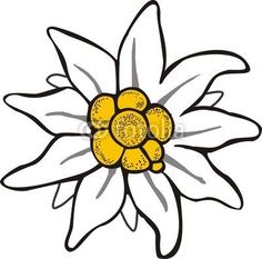 236x233 best edelweiss images edelweiss tattoo, switzerland, tatoos