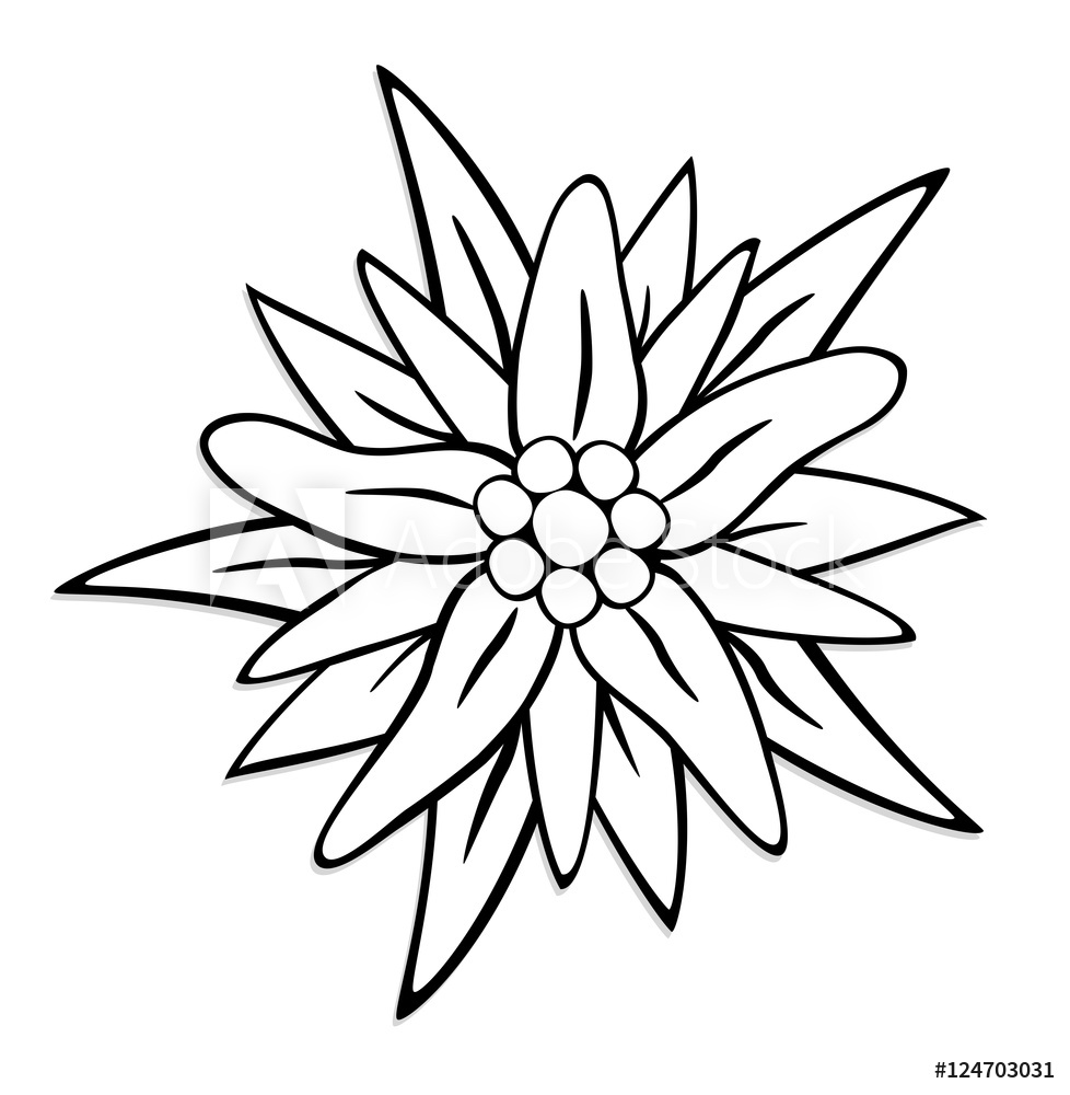 Edelweiss Flower Drawing | Free download on ClipArtMag