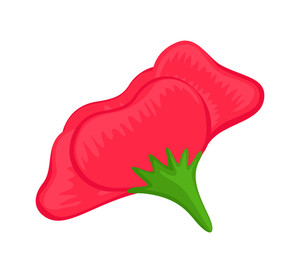 300x273 Edelweiss Flower Drawing Royalty Free Vectors