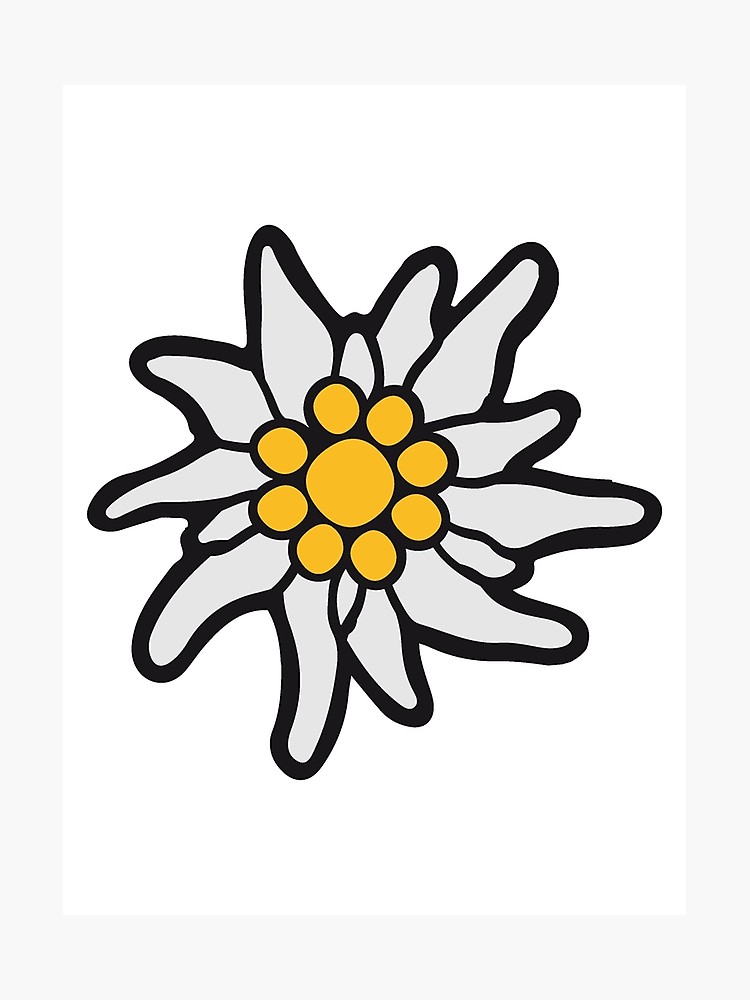 750x1000 flower nature flowers edelweiss mountains alps bavaria oktoberfest