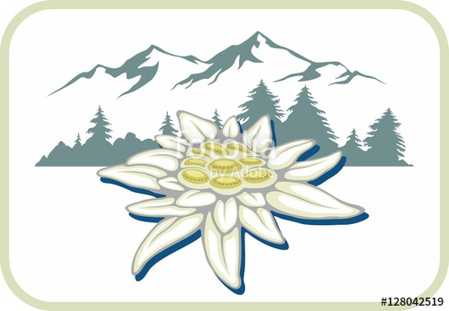 500x347 Blooming Edelweiss Flower Symbol Of Alp Mountains Beautiful
