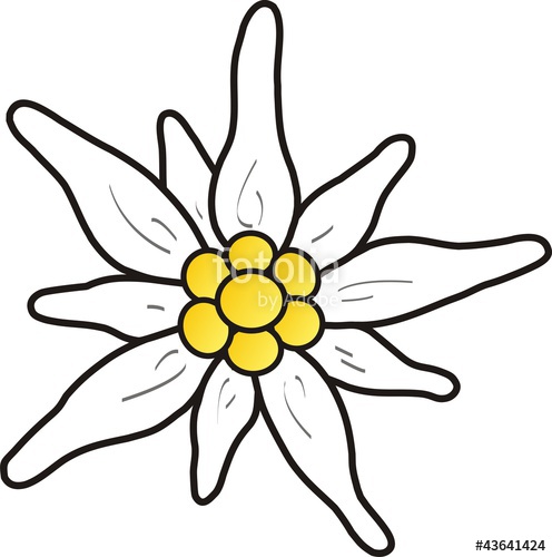 496x500 clipart edelweiss kostenlos collection