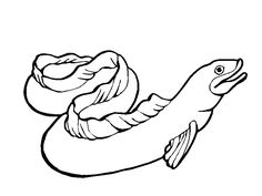 Eel Drawing