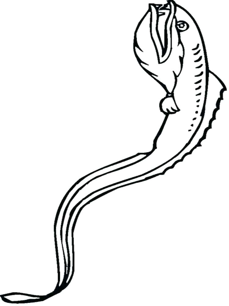 750x1000 Eel Coloring