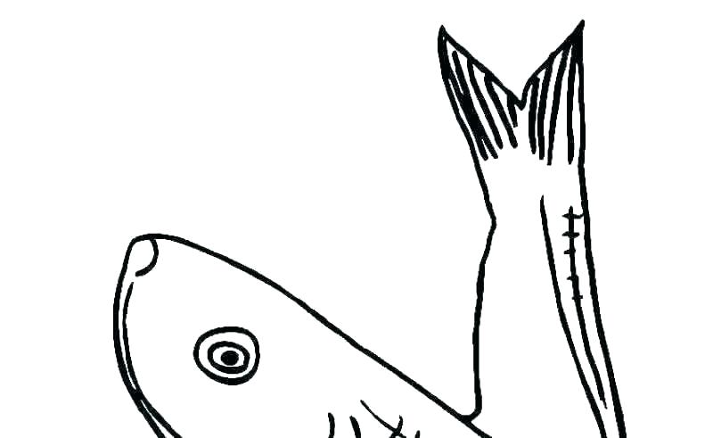 800x491 eel coloring pages eel coloring