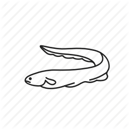 256x256 Eel Drawing, Picture