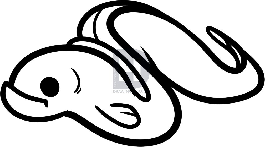 1008x561 How To Draw An Eel For Kids, Step
