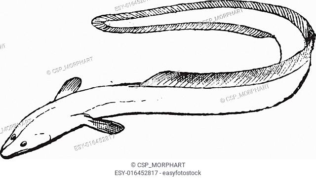 640x363 Drawing The Eel Stock Photos And Images Age Fotostock