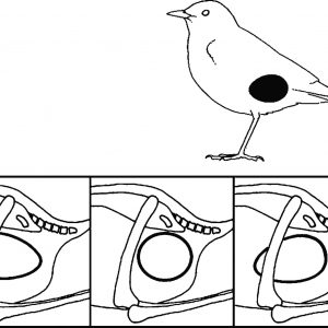 300x300 Bird Hatching Coloring