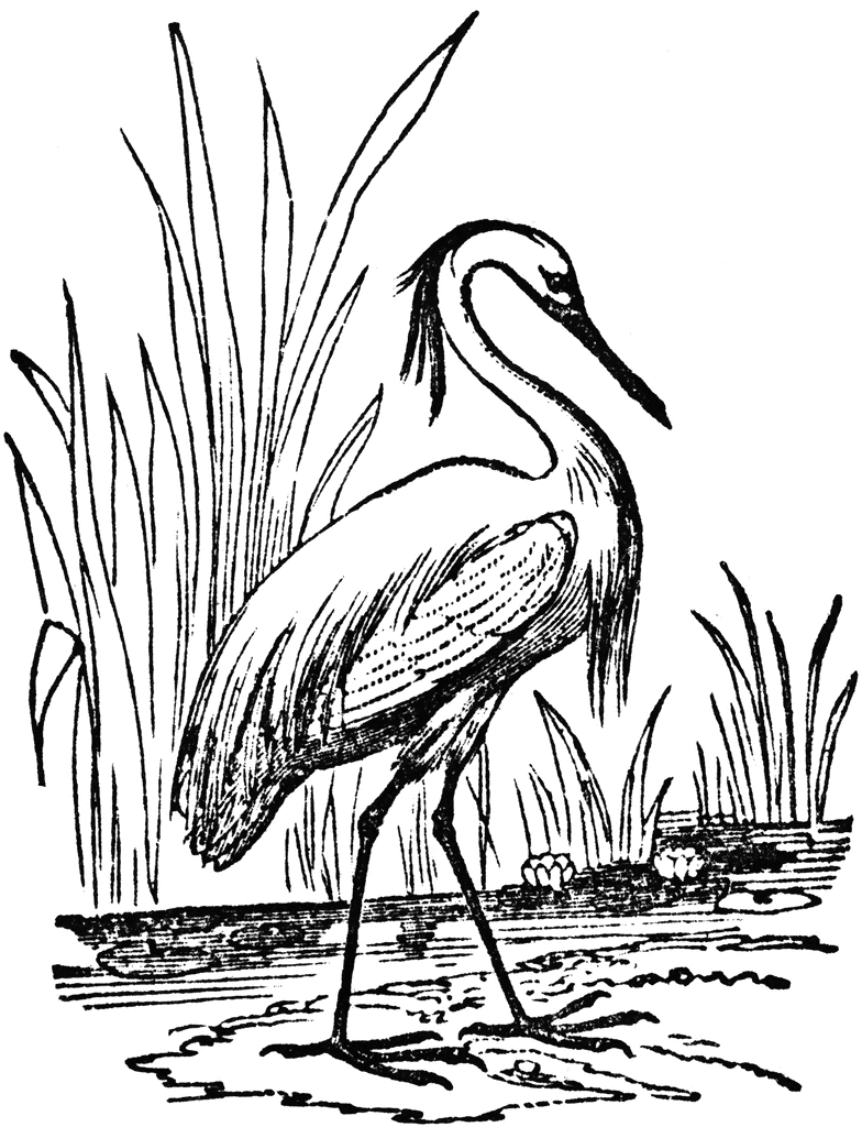 784x1024 egret clipart etc furniture ideas bird drawings, acrylic