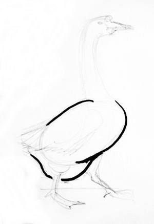300x437 How To Draw A Goose