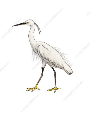 308x400 little egret, illustration