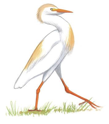 353x400 snowy egret ben johnson art tucson bird guides, birds, field guide