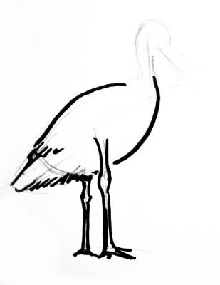 309x400 Stork Drawing