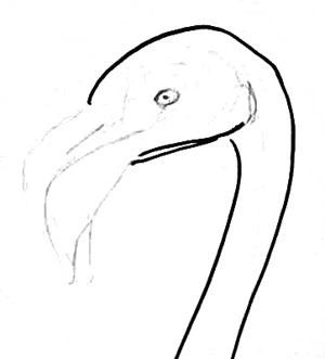 300x331 Flamingo Head Drawing