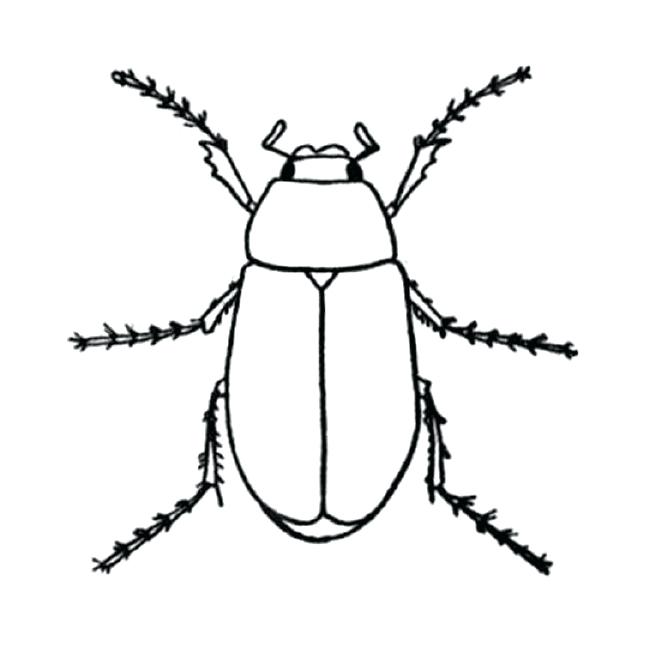 650x659 Dung Beetle Drawing