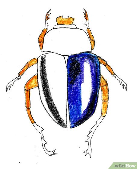 454x559 How To Draw A Scarab Beetle Steps