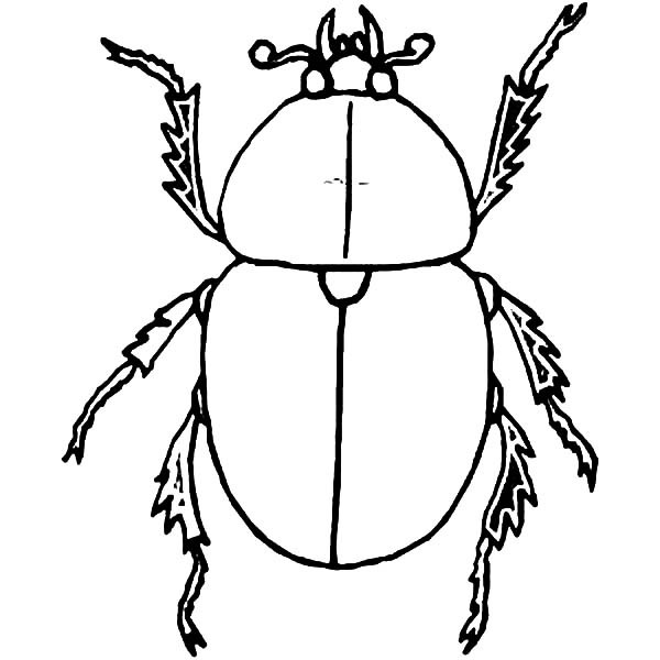 600x600 Dung Beetle Egyptian