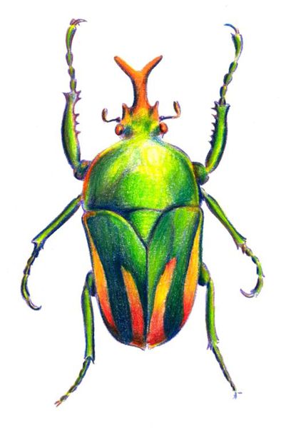 401x600 Learn How To Draw Paintings Portraits How To Draw A Beetle
