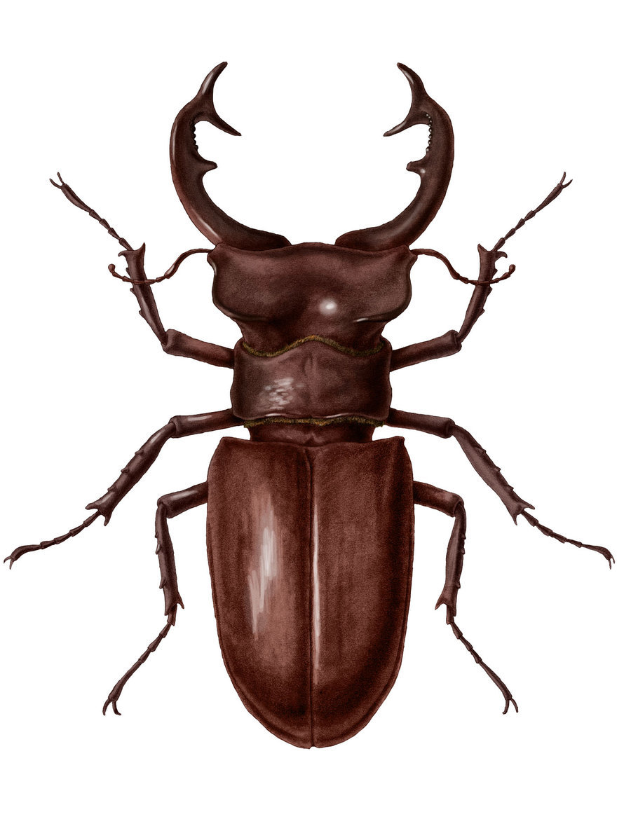 900x1169 All Information About Egyptian Scarab Beetle Drawings