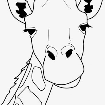 336x336 Animal Line Drawings Cartoon Tags Adorable Drawings Albert