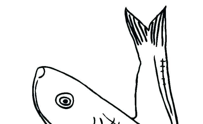 800x491 Eel Coloring Pages