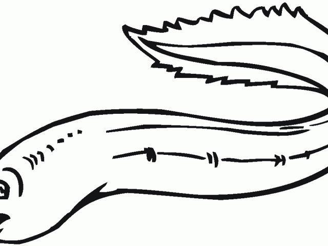 640x480 Eels Clipart Electric Eel