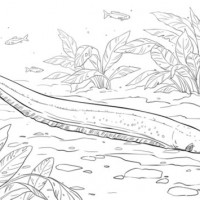 200x200 Electric Eel Coloring Pages Coloring Page